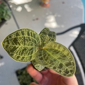 Macodes Petola jewel orchid Starter Plant ALL STARTER PLANTS require you to purchase 2 plants image 10