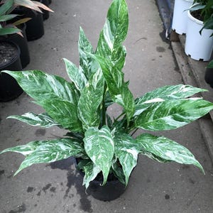 Variegated Peace Lily “domino” Starter Plant (ALL STARTER PLANTS require you to purchase 2 plants!)