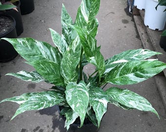 Variegated Peace Lily “domino” Starter Plant (ALL STARTER PLANTS require you to purchase 2 plants!)