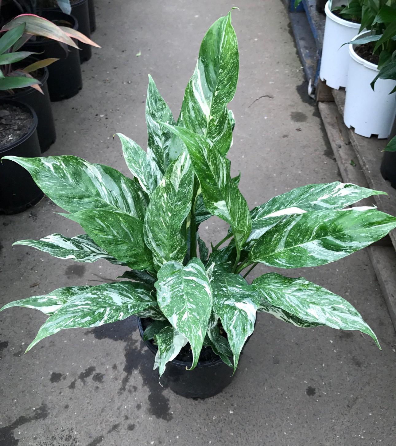 Variegated Peace Lily domino Starter Plant (ALL STARTER PLANTS require  you to purchase 2 plants!)
