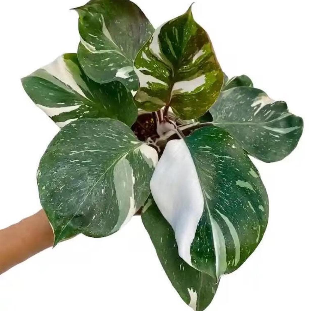 baby ate snake plant Sansevieria Zeylanica Baby Plant Cut - 2