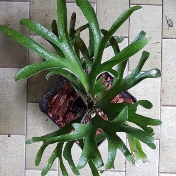 Platycerium Veitchii staghorn fern starter plant **(ALL plants require you to purchase ANY 2 plants!)**!)