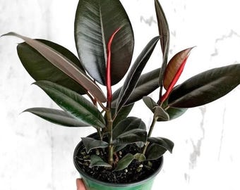 Ficus Elastica Burgundy "Rubber tree" Starter Plant (ALL STARTER PLANTS require you to purchase 2 plants!)