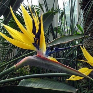 Yellow Bird of Paradise starter plant (ALL STARTER PLANTS require you to purchase 2 plants!)