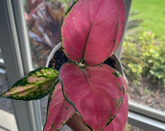 Aglaonema Pink Pearl starter plant **(ALL plants require you to purchase ANY 2 plants!)**