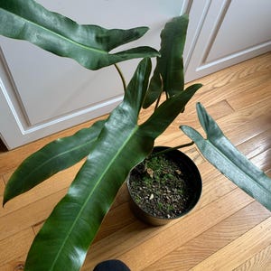 Philodendron Atabapoense 4” pot (ALL STARTER PLANTS require you to purchase 2 plants!)
