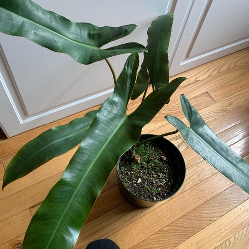 Philodendron Atabapoense 4 Pot (ALL STARTER PLANTS Require You to Purchase  2 Plants!) - Etsy