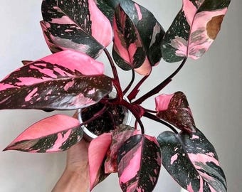 Philodendron black cherry Pink Princess Starter Plant (ALL STARTER PLANTS require you to purchase 2 plants!)