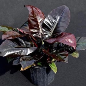 Philodendron Black Cardinal XL starter plant **(ALL plants require you to purchase ANY 2 plants!)**