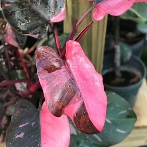 Philodendron black cherry Pink Princess #2 Starter Plant (ALL STARTER PLANTS require you to purchase 2 plants!)