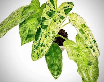 Anoectochilus Albolineatus Jewel Orchid 2 Pot (ALL STARTER PLANTS Require  You to Purchase 2 Plants!) - Etsy