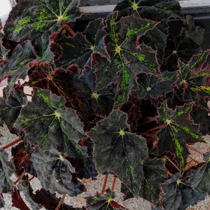 May include: A close-up of a dark green and burgundy plant with large, textured leaves. The leaves have a mottled pattern of dark green and light green.