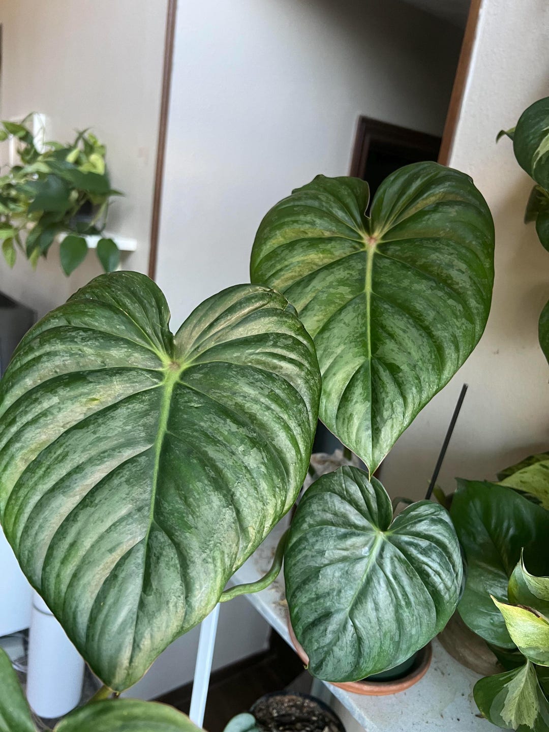 sweet potato vine plant Sweet Potato Vine main image 1