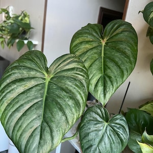 Philodendron Pastazanum Silver, planta de inicio (¡TODAS LAS PLANTAS DE INICIO requieren la compra de 2 plantas!)