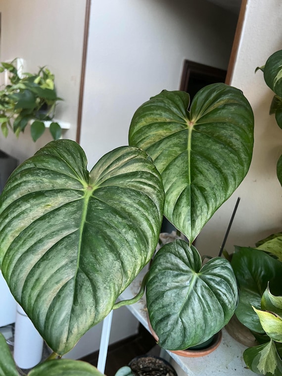 Philodendron Pastazanum Silver Starter Plant (ALL STARTER PLANTS require  you to purchase 2 plants!)