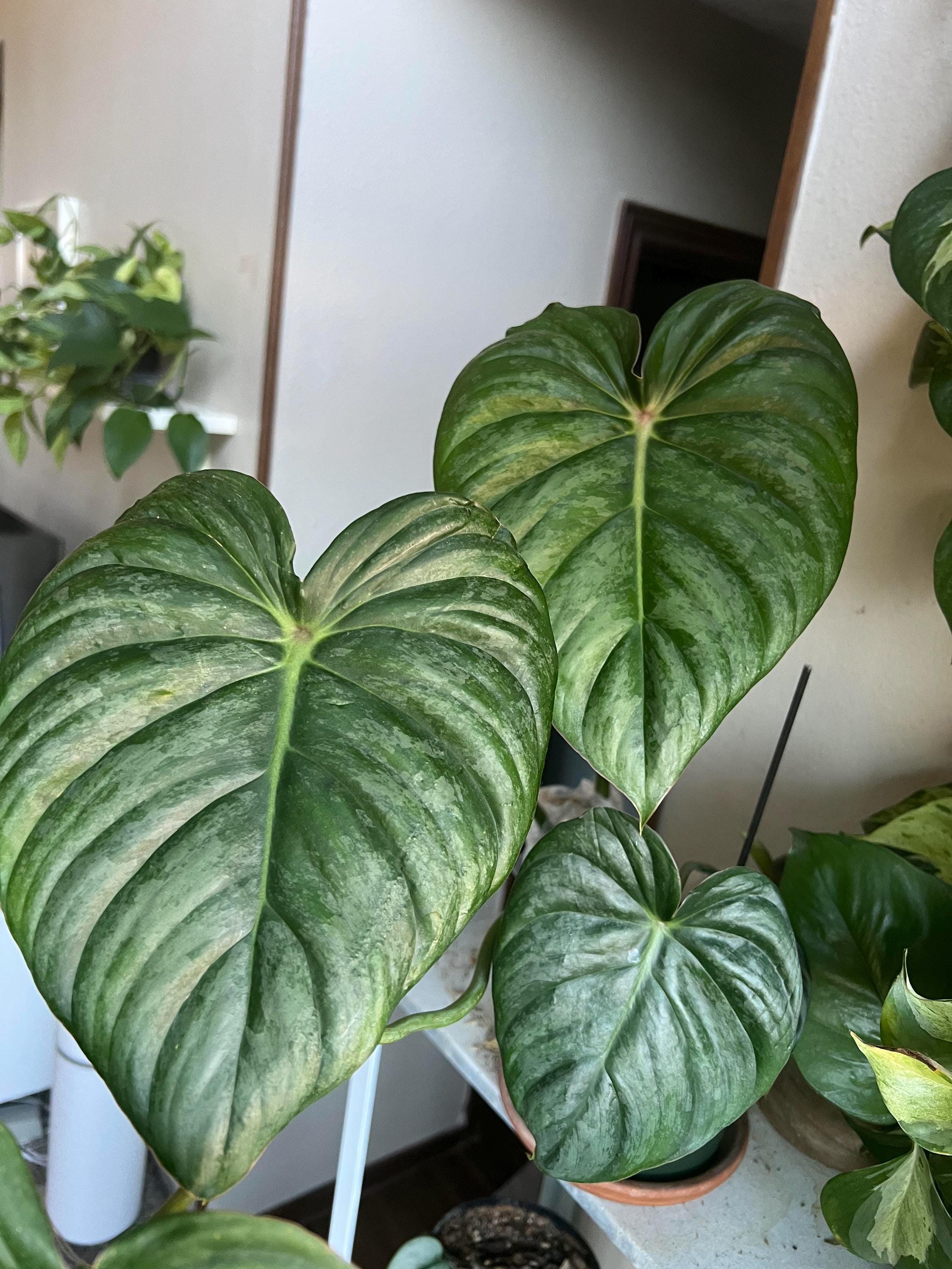 Philodendron Pastazanum Silver Starter Plant (ALL STARTER PLANTS require  you to purchase 2 plants!)