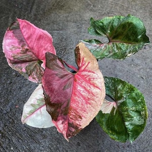 Syngonium Strawberry Ice 2” pot (ALL STARTER PLANTS require you to purchase 2 plants!)
