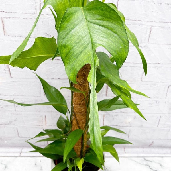 Epipremnum skeleton key starter plant (ALL STARTER PLANTS require you to purchase 2 plants!)