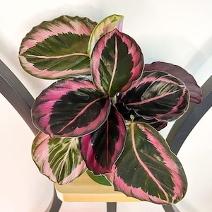 Calathea Red Mojo Starter Plant (ALL STARTER PLANTS require you to purchase 2 plants!)