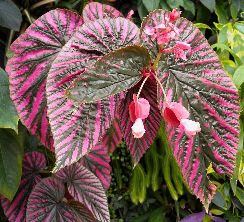 SunshineGreens Begonia brevirimosa Exotica Plant