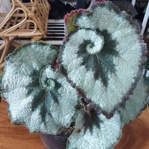 Begonia Rex escargot starter plant **(ALL plants require you to purchase ANY 2 plants!)**
