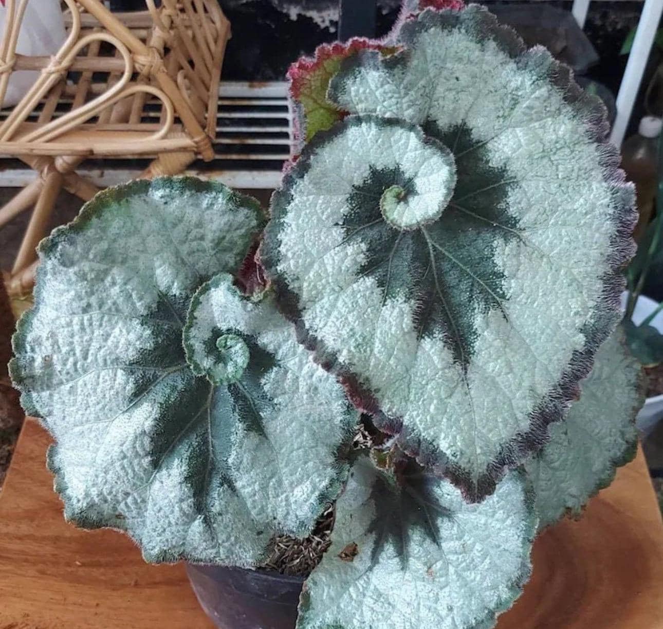Begonia Rex escargot starter plant **(ALL plants require you to purchase ANY 2 plants!)**