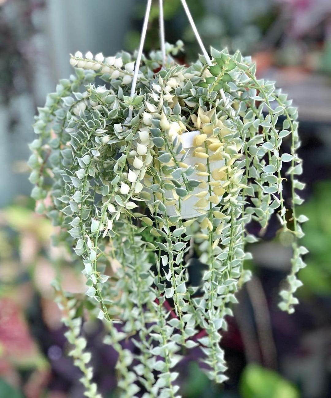alocasia gageana aurea variegata care Alocasia gageana aurea variegata – Golden Elephant Ear