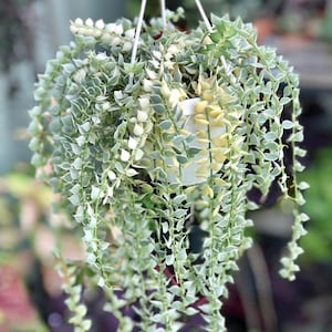 May include: A hanging basket with a trailing plant. The plant has small, heart-shaped leaves with green and white variegation. The leaves cascade down from a white pot, creating a lush, full appearance. The background is blurred, suggesting an outdoor setting.