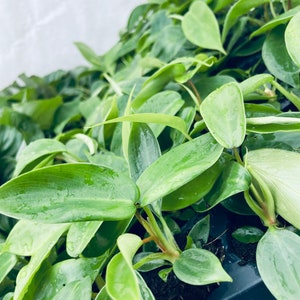 May include: A close-up of a tray of small green plants with glossy leaves. The plants are in individual pots and are arranged in a grid pattern.