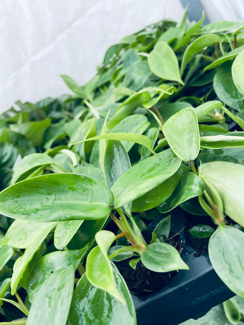 SunshineGreens Philodendron Florida Beauty Plant