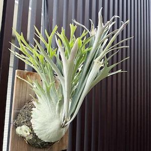 Platycerium Willinckii “jade Girl” Staghorn Fern Starter Platycerium Willinckii “jade Girl” Staghorn Fern Starter
