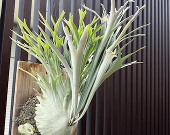 Platycerium Veitchii Auburn River Staghorn Fern - Etsy