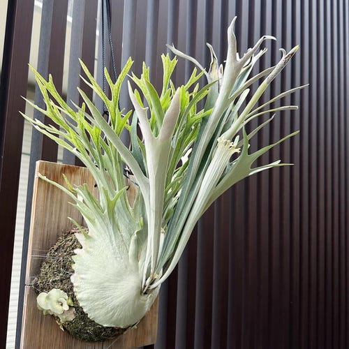 Platycerium Veitchii “high Finger“ Starter Plant (ALL STARTER