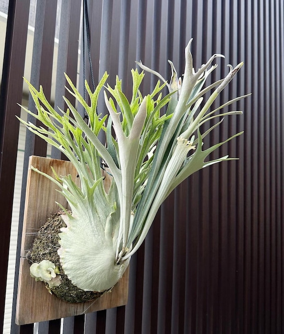 Platycerium Veitchii “high Finger“ Starter Plant (ALL STARTER