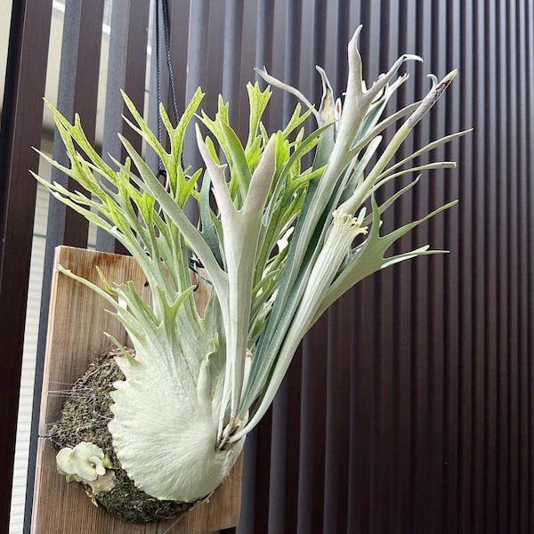 Platycerium veitchii “high finger“ Starter Plant (ALL STARTER PLANTS require you to purchase 2 plants!)