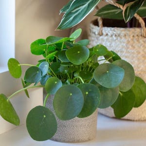 Pilea peperomioides “Chinese money” “UFO plant” starter plant **(ALL plants require you to purchase ANY 2 plants!)**