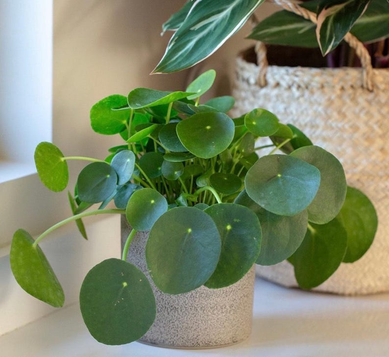 SunshineGreens Pilea Peperomioides Plant