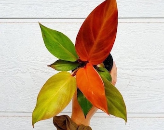 Philodendron Red Sun Starter Plant (Must Buy A Minimum Of ANY 2 PLANTS To Complete Purchase!)