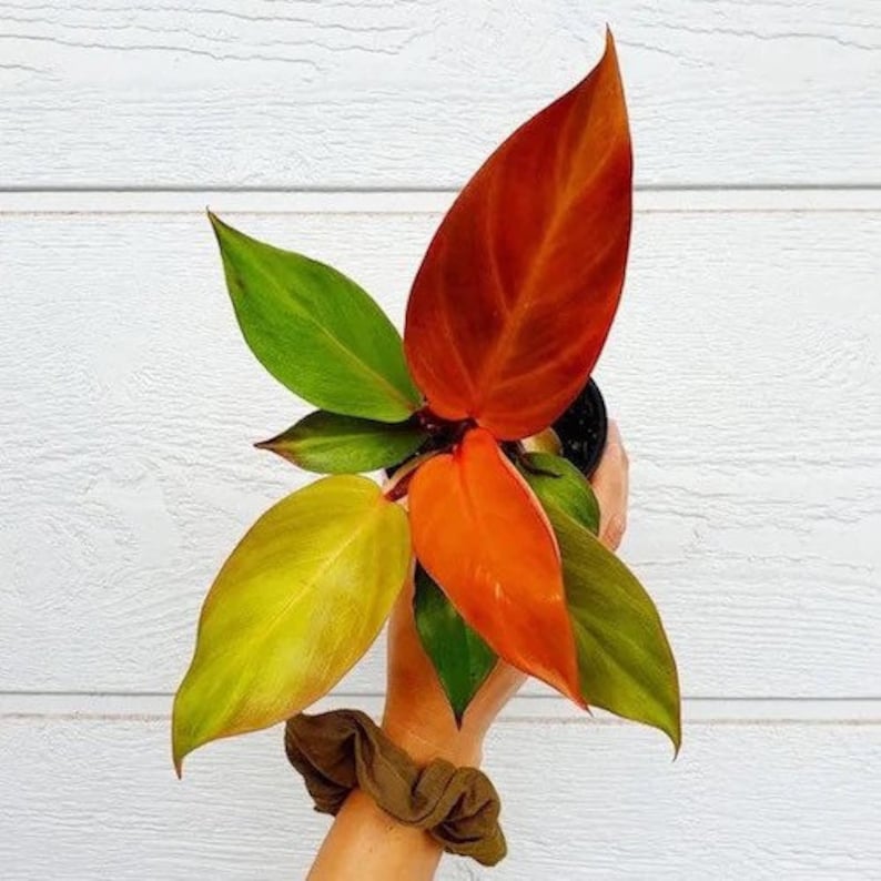 Philodendron Red Sun Starter Plant Must Buy A Minimum Of ANY 2 PLANTS To Complete Purchase image 1