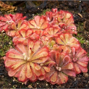 Drosera aliciae Starter Plant (ALL STARTER PLANTS require you to purchase 2 plants!)