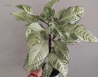 half moon plant Monstera Albo Half Moon Variegated – Siamplantes main image 1