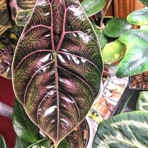 Alocasia Azlanii Red mambo plante de 5 cm ** (TOUTES les plantes nécessitent l'achat de 2 plantes !) **