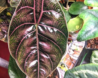 Variegated Alocasia Azlanii Aurea - Etsy