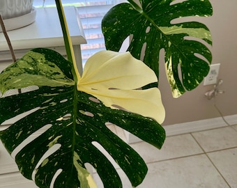 Monstera Thai constellation Starter Plant (ALL STARTER PLANTS require you to purchase 2 plants!)