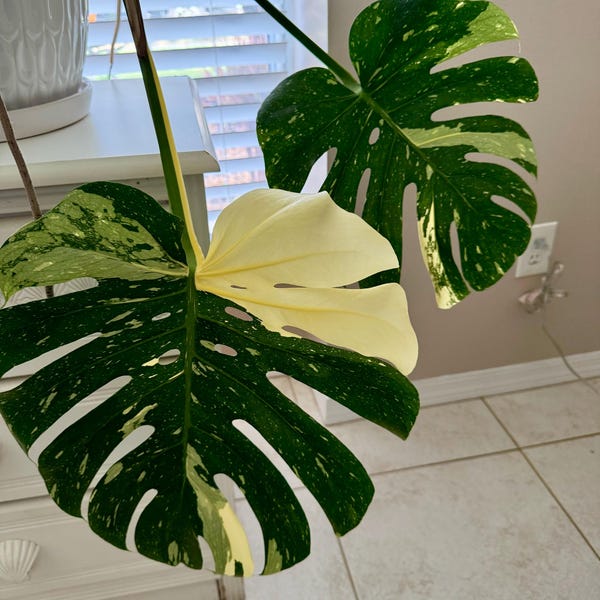 Monstera Thai constellation Starter Plant (ALL STARTER PLANTS require you to purchase 2 plants!)
