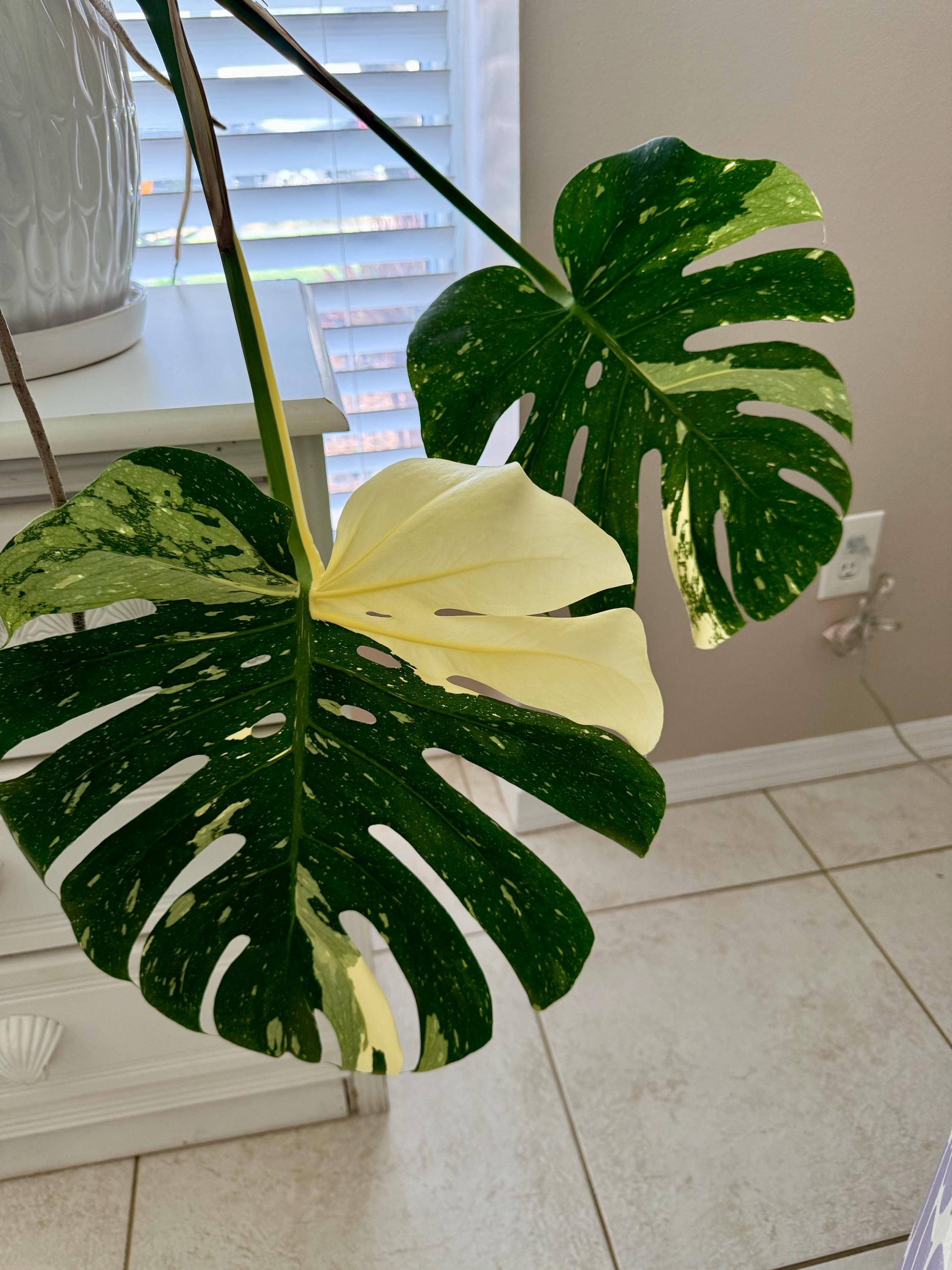 Monstera Thai Constellation Starter Plant (ALL STARTER PLANTS Require You  to Purchase 2 Plants!) - Etsy