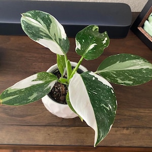 Philodendron White Wizard starter plant **(ALL plants require you to purchase ANY 2 plants!)**