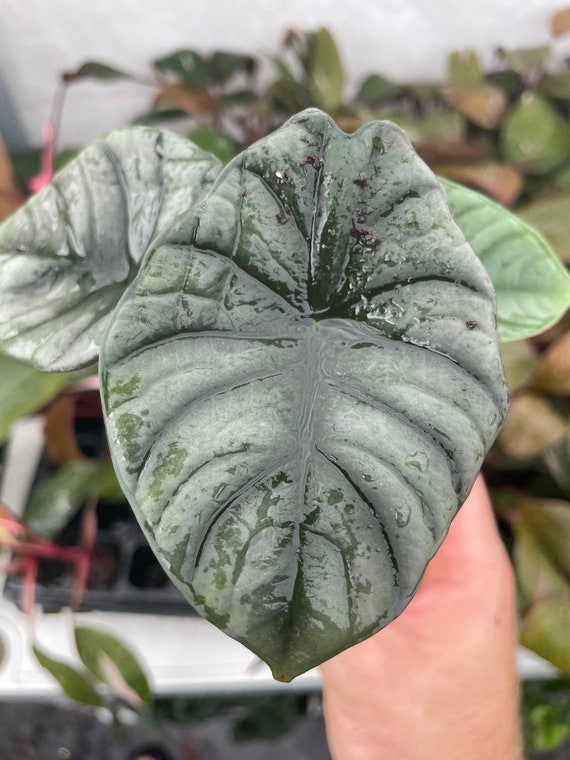 Alocasia Nebula Imperialis Starter Plant (ALL STARTER PLANTS
