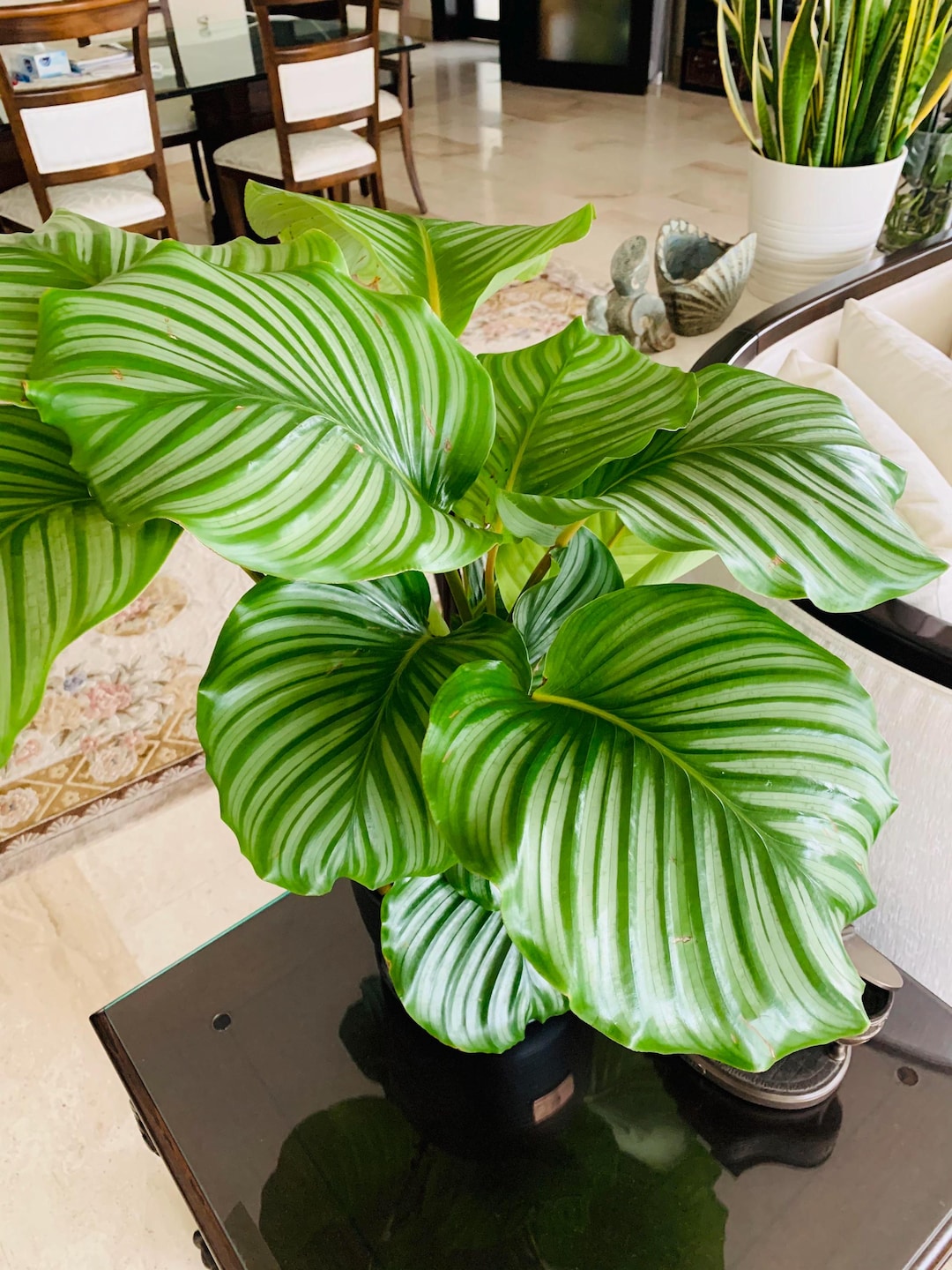Calathea Orbifolia **ALL Starter Plants Require You to Purchase 2 Plants!  ** - Etsy