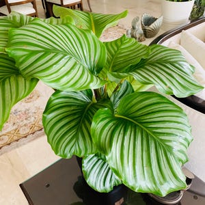 Calathea Orbifolia **ALL starter plants require you to purchase 2 plants! **